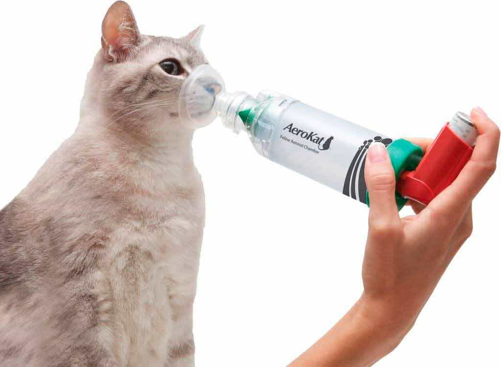 Астма у кошек