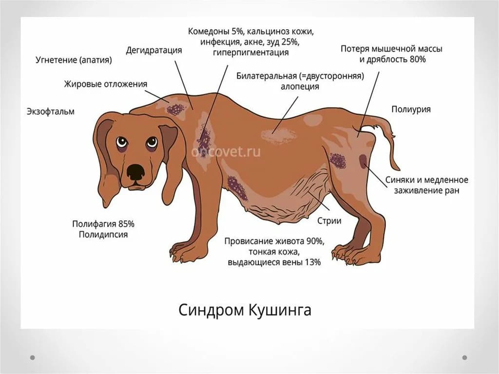 Болезнь Кушинга у собак