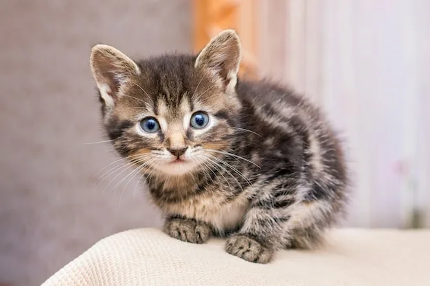 Что нужно для котёнка