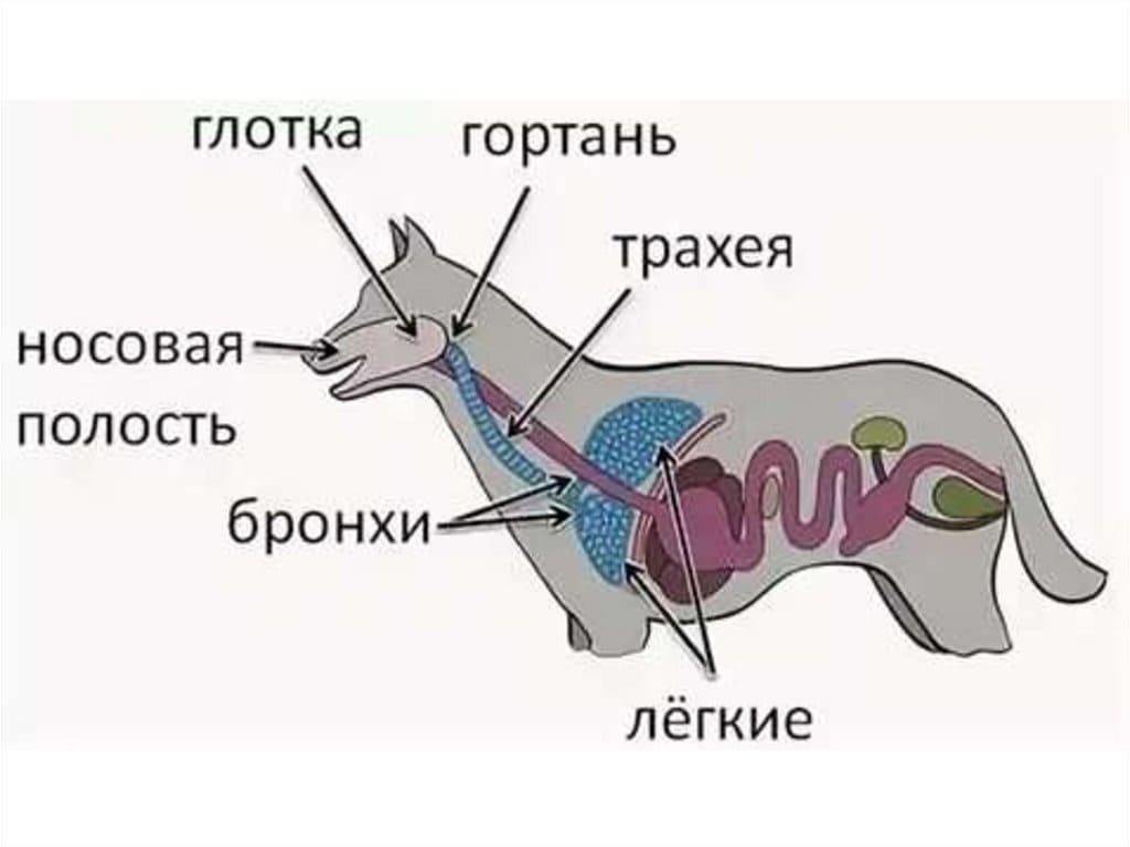 Хриплое дыхание у животных