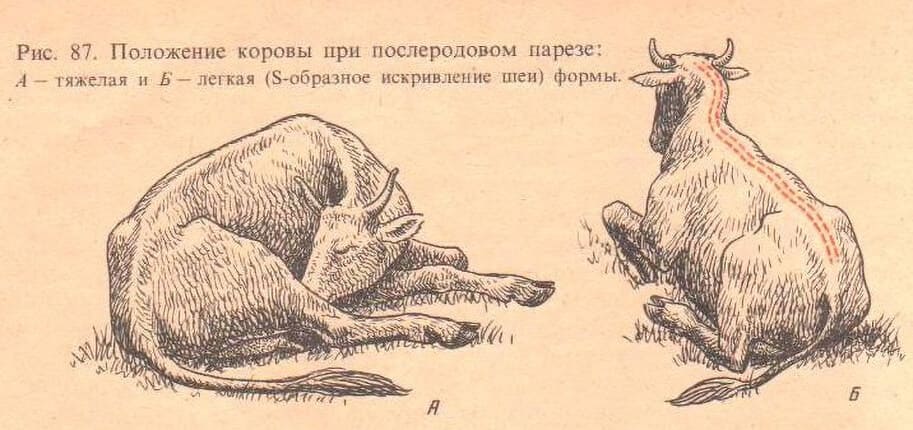 Послеродовой парез у коров