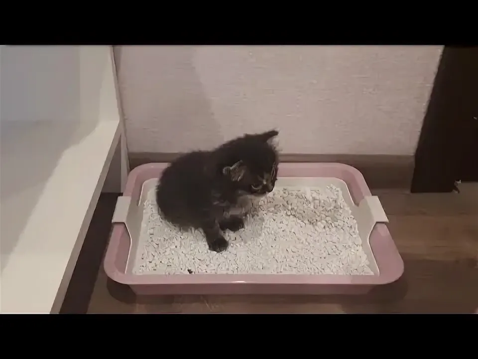 Как приучить котёнка к лотку