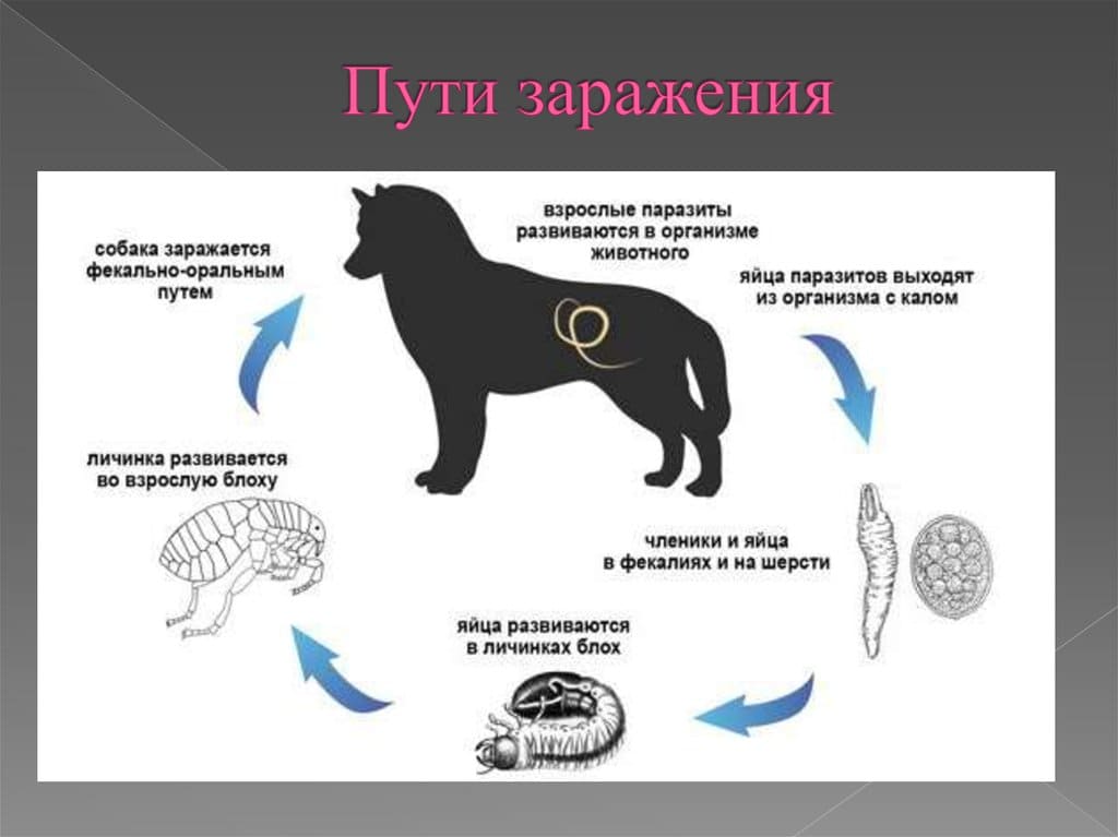 Лечение кошек и собак от ленточных червей