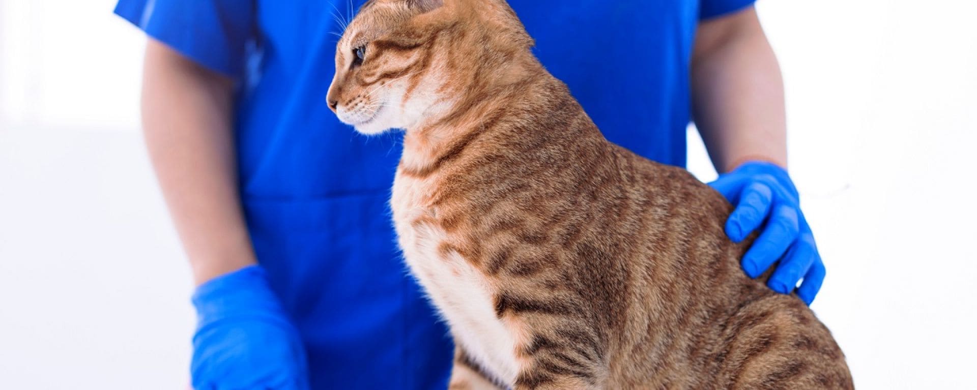 Лимфома у кошек