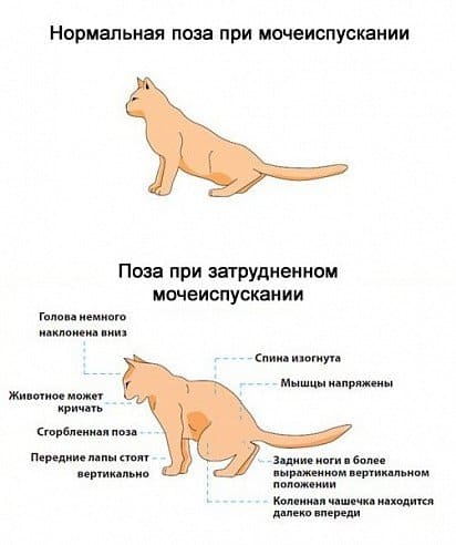 Лечение мочекаменной болезни у кота в клинике «ЛИС»