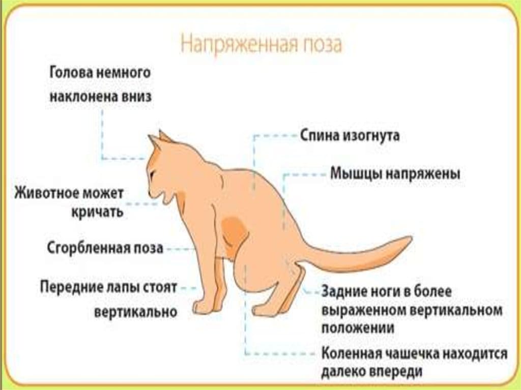 Диагностика мочекаменной болезни у кошек