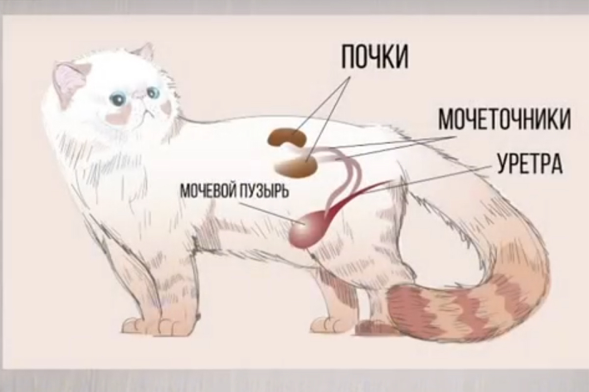 Мочекаменная болезнь у кошек