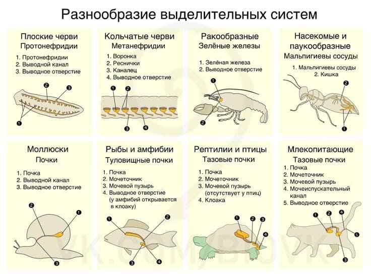 Необычные выделения у животных