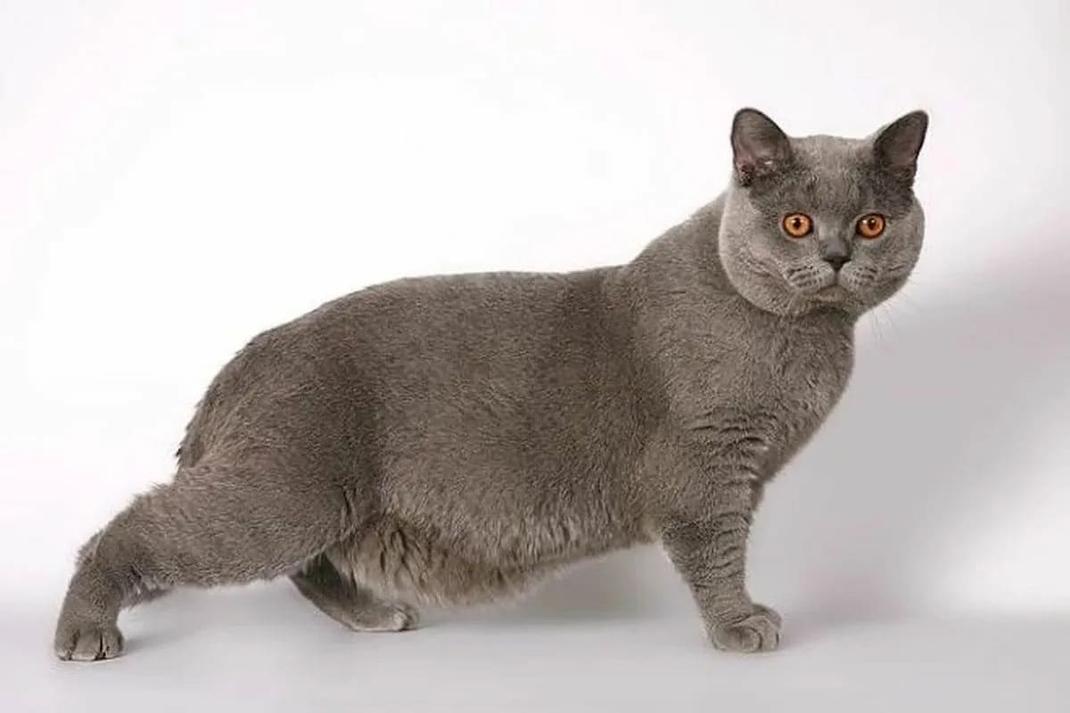 Почему у кота отвислый живот