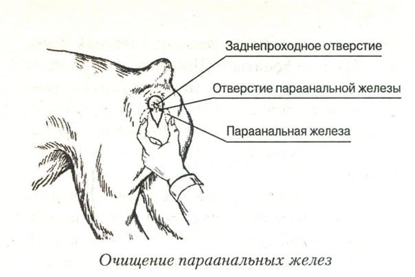 Лечение параанальных желез у собак