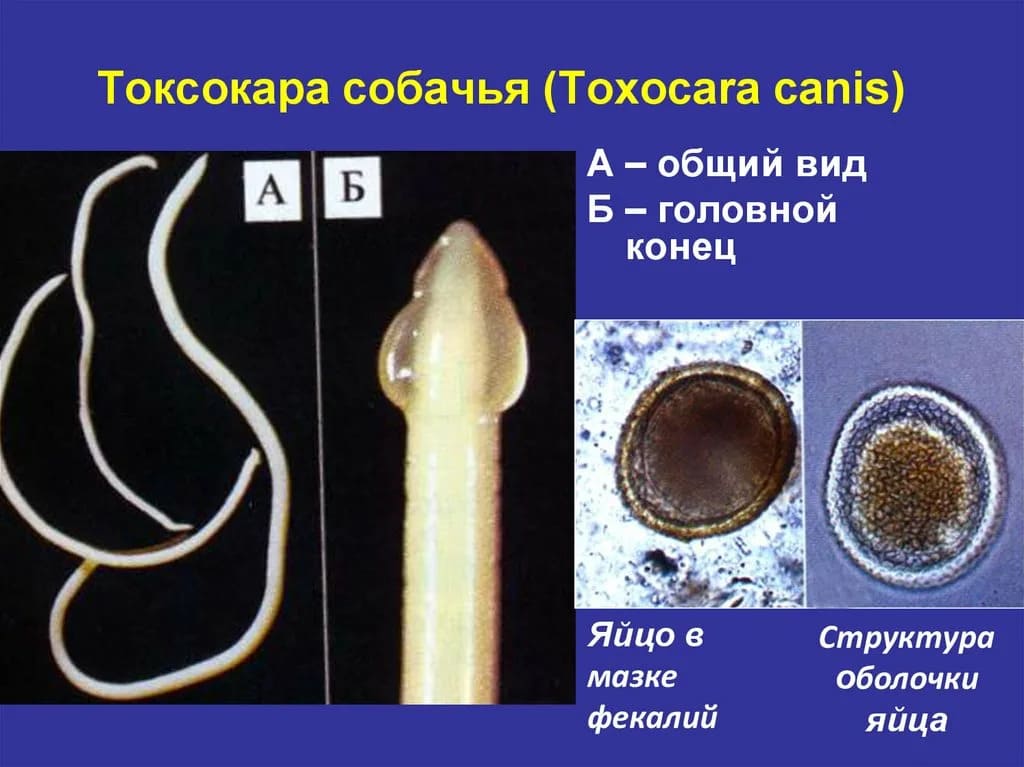 Токсокароз у собак и кошек