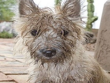 Неопрятный внешний вид у животных